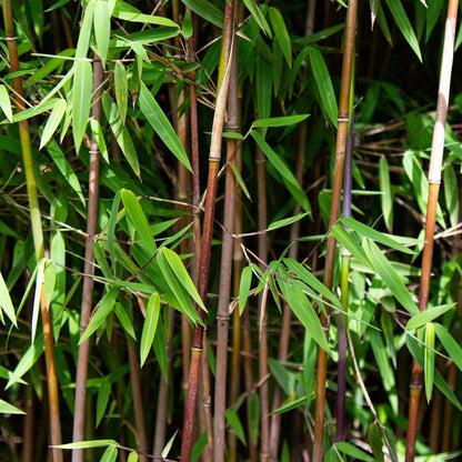 Green boutiQ - Gräser - Fargesia nitida Red Dragon - Bambus - Nicht Wuchernd - Grün - 2 Pflanzen - Topf 23 cm - Höhe 80 cm 