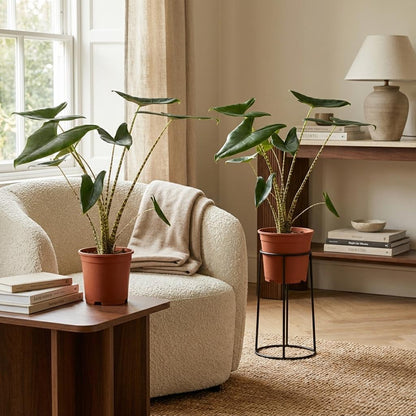 Alocasia Zebrina – 2 Pflanzen – Ø21cm – Höhe 70–75cm – Elefantenohr Zimmerpflanze – Dekorative Blätter mit Zebra-Stielen – Exotische Wohnpflanze 