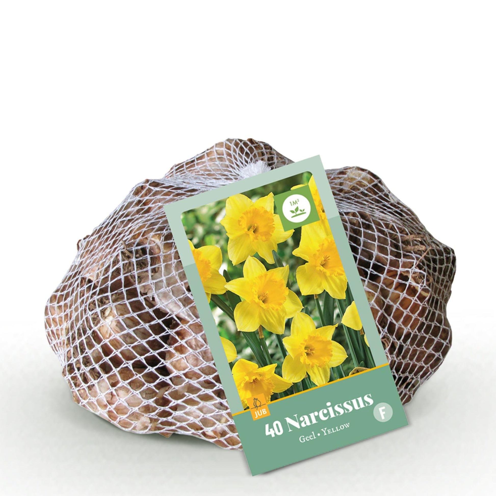 GreenboutiQ - Blumenzwiebeln - Narcis Yellow - Farbe Gelb - 40 Stück - Zwiebelgröße 10/12 