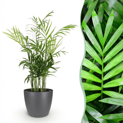 Green boutiQ - Zimmerpflanze - Chamaedorea elegans - Goldpalme - Haustierfreundliche Pflanze - Grün - 1 Pflanze - mit Potter Grau - Topf 12cm - Höhe 15cm 