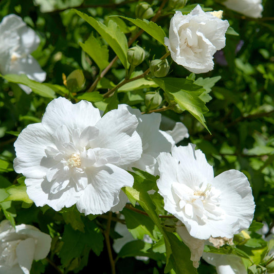 Hibiscus syriacus White Chiffon – Stamm-Pflanze – Ø19 cm – Höhe ca. 90 cm – Weiße Blüten – Laubabwerfend & pflegeleicht – Für Garten, Terrasse & Balkon 