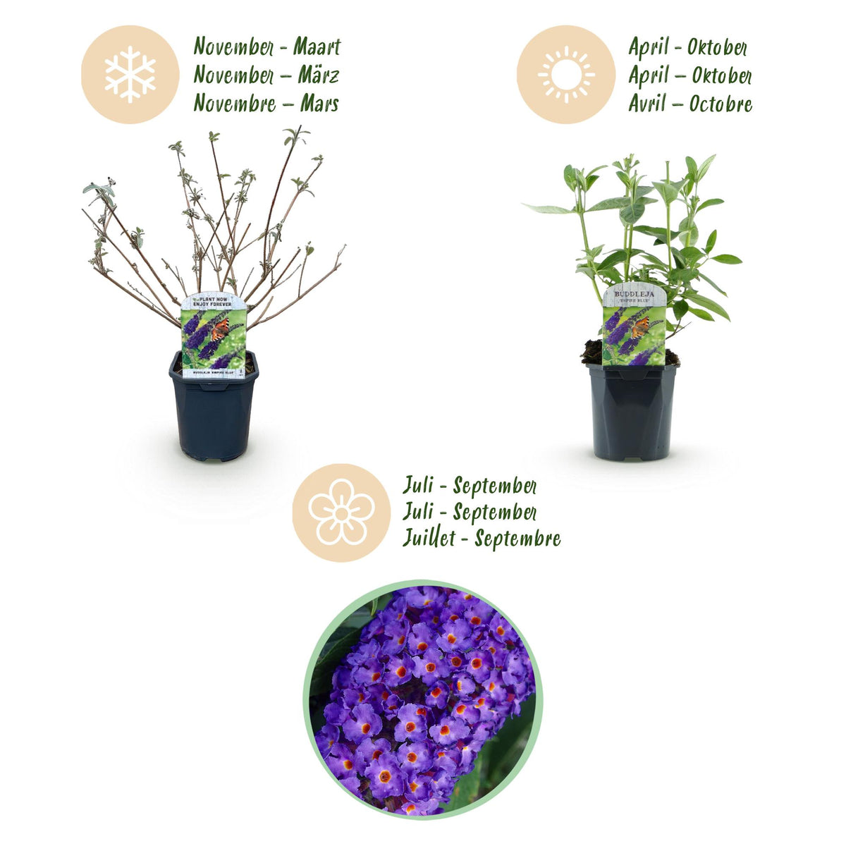 Green boutiQ - Garden Plant - Buddleja davidii Empire Blue - Butterfly Bush - Hardy - Blue - 3 Plants - Pot 17cm - Height 45cm 