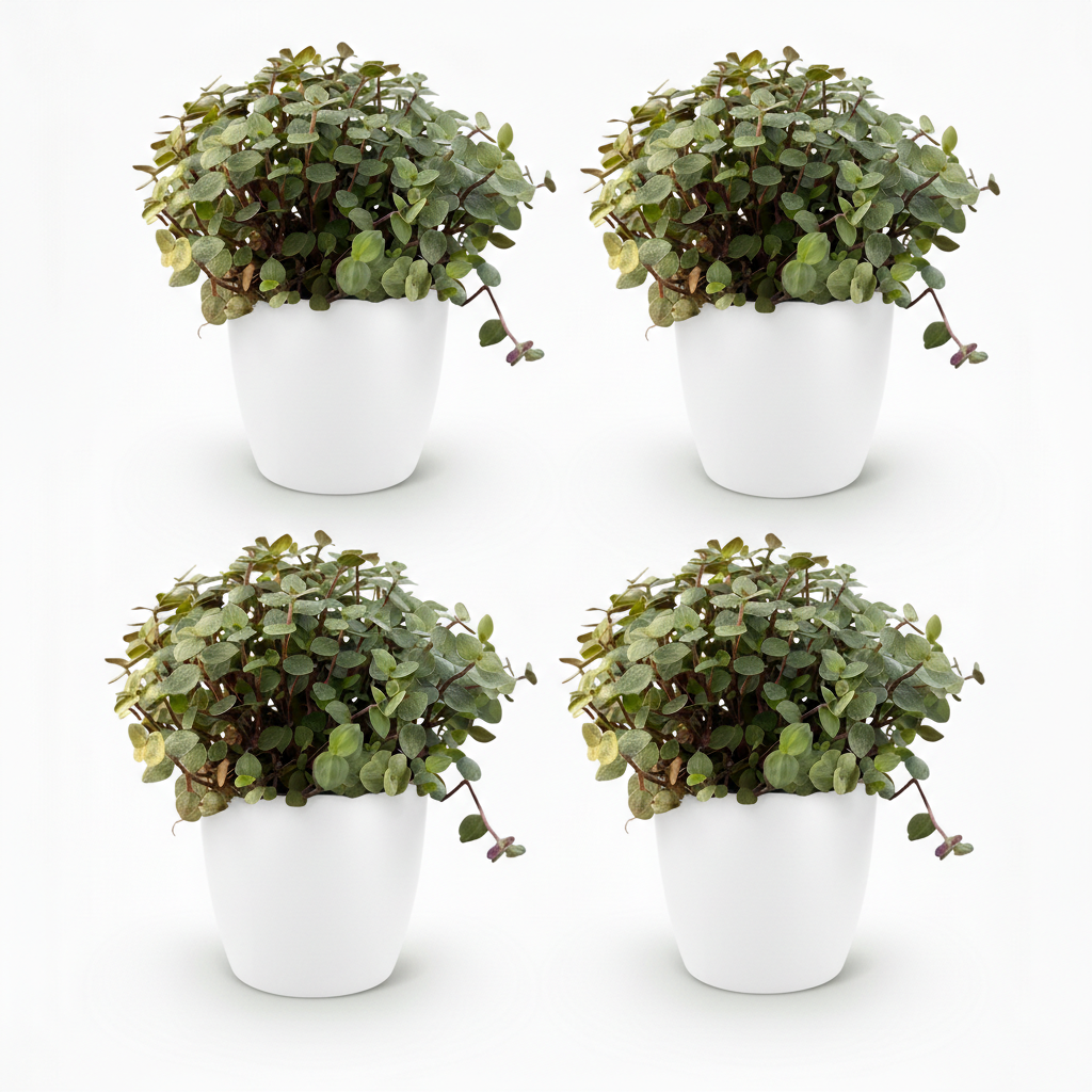 Green boutiQ - Zimmerpflanze - Calissia repens - Katzengras - Haustierfreundlich - Grün - 4 Pflanzen - mit Potter Weiß - Topf 12cm - Höhe 17-20cm 