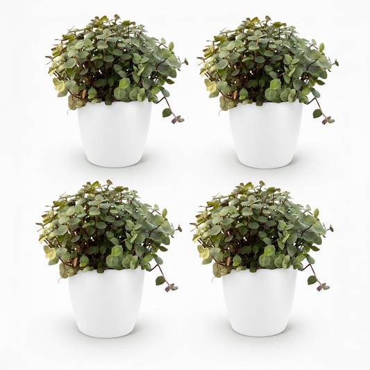 Green boutiQ - Zimmerpflanze - Calissia repens - Katzengras - Haustierfreundlich - Grün - 4 Pflanzen - mit Potter Weiß - Topf 12cm - Höhe 17-20cm 