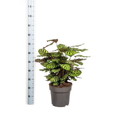 Calathea Makoyana – Pfauenpflanze – Große Zimmerpflanze Ø27 cm – 60-80 cm hoch – Ovale Blätter mit auffälligem Muster – Indirektes Licht – Pflegeleicht & Luftverbessernd 