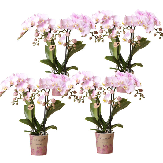 Kolibri Orchids | KOMBI-ANGEBOT mit 4 Phalaenopsis-Orchideen - Portugal - Topfgröße Ø9cm | Blühende Zimmerpflanze - Frisch vom Züchter 