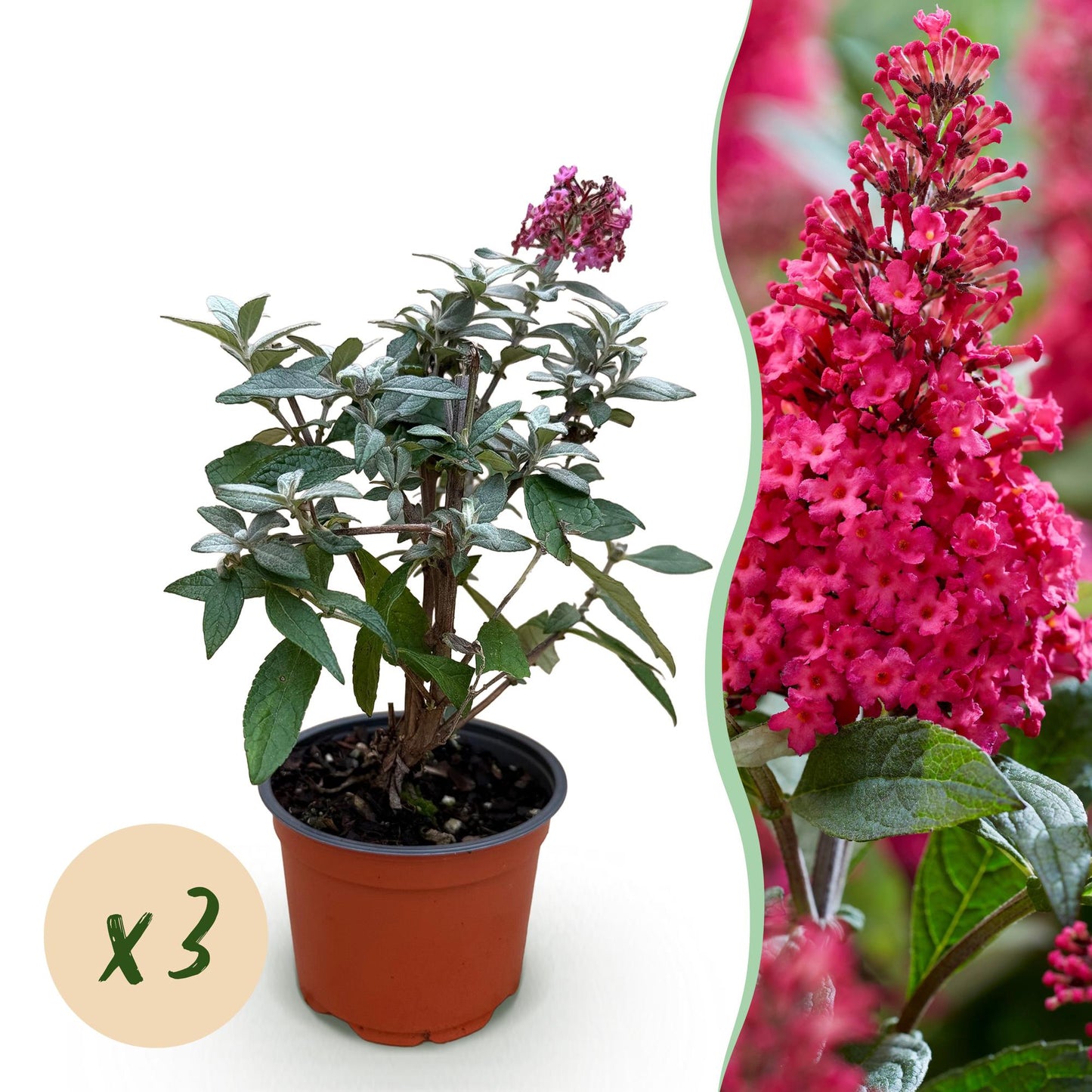 Flieder Buddleja Butterfly Candy Little Ruby 3er Set – kompakter Schmetterlingsstrauch rot bis tiefrosa – Topf 12cm – Höhe 20-25cm – duftend, nektarreich, insektenfreundlich – für Beet, Kübel, Balkon & Terrasse 