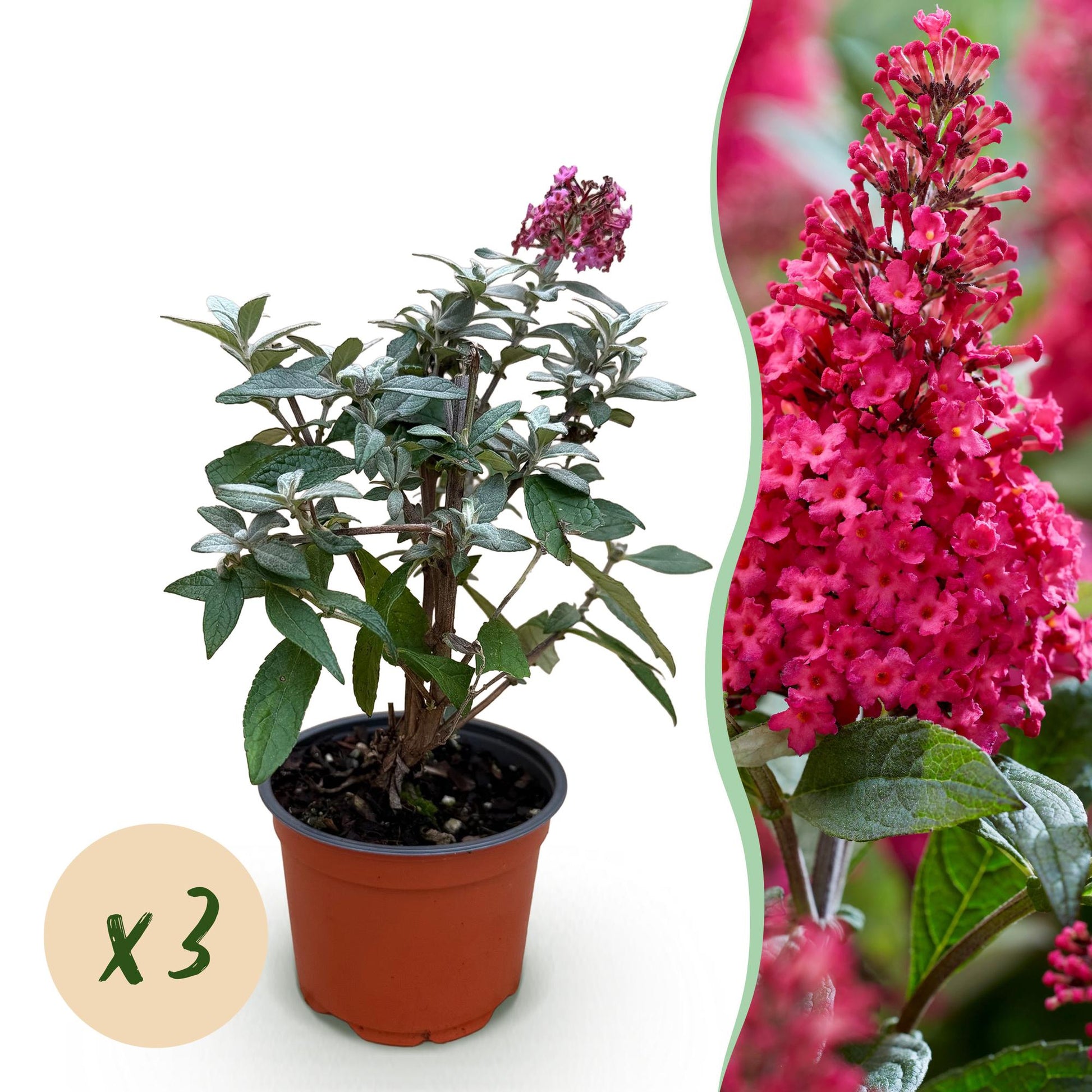 Flieder Buddleja Butterfly Candy Little Ruby 3er Set – kompakter Schmetterlingsstrauch rot bis tiefrosa – Topf 12cm – Höhe 20-25cm – duftend, nektarreich, insektenfreundlich – für Beet, Kübel, Balkon & Terrasse 