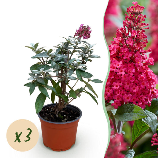Flieder Buddleja Butterfly Candy Little Ruby 3er Set – kompakter Schmetterlingsstrauch rot bis tiefrosa – Topf 12cm – Höhe 20-25cm – duftend, nektarreich, insektenfreundlich – für Beet, Kübel, Balkon & Terrasse 