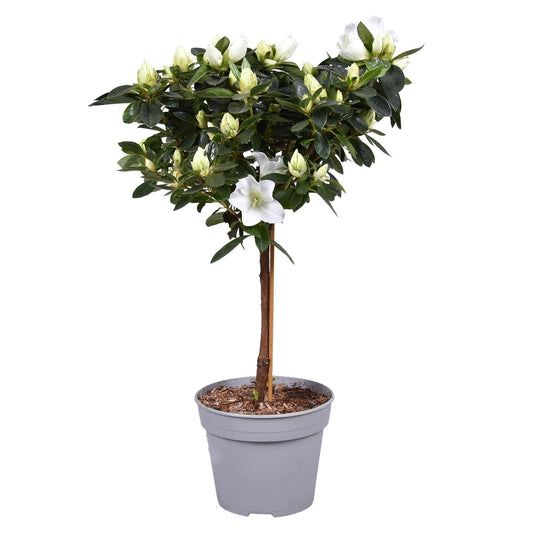 Azalea Vogel Op Stam Wit 13cm - Ø13cm - ↕40cm 