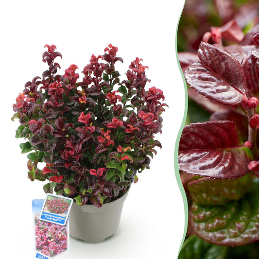 GreenboutiQ - Gartenpflanze - Leucothoe Curly Red - Rot - 1 Pflanze - Immergrün - Wenig Pflege - Topf 17cm Höhe 40cm 