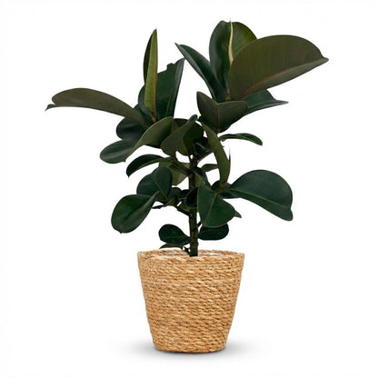 Ficus Elastica Cloe Gummibaum 65cm – Zimmerpflanze im Korb Ø19cm – große glänzende grüne Blätter – pflegeleicht für Wohnung & Büro – ideal bei Halbschatten, moderat gießen 