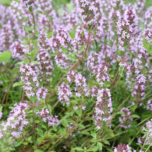 Thymus vulgaris Gartenthymian – 24 Pflanzen – Ø9cm – Höhe 10-25cm – Winterhartes Küchenkraut – Aromatisch & Bienenfreundlich für Kräutergarten, Beet & Steingarten