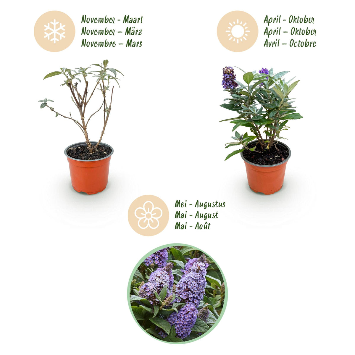Green boutiQ - Gartenpflanze - Buddleja davidii Butterfly Candy Little Lila - Schmetterlingsstrauch - Kompakt - Lila - 1 Pflanze - Topf 12cm - Höhe 20-25cm 