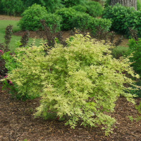 Green boutiQ - Gartenpflanze - Acer palmatum Methamorphosa - Japanischer Ahorn - Laubabwerfend - Grün - Orange - 1 - Topf 26cm - Höhe 90cm 