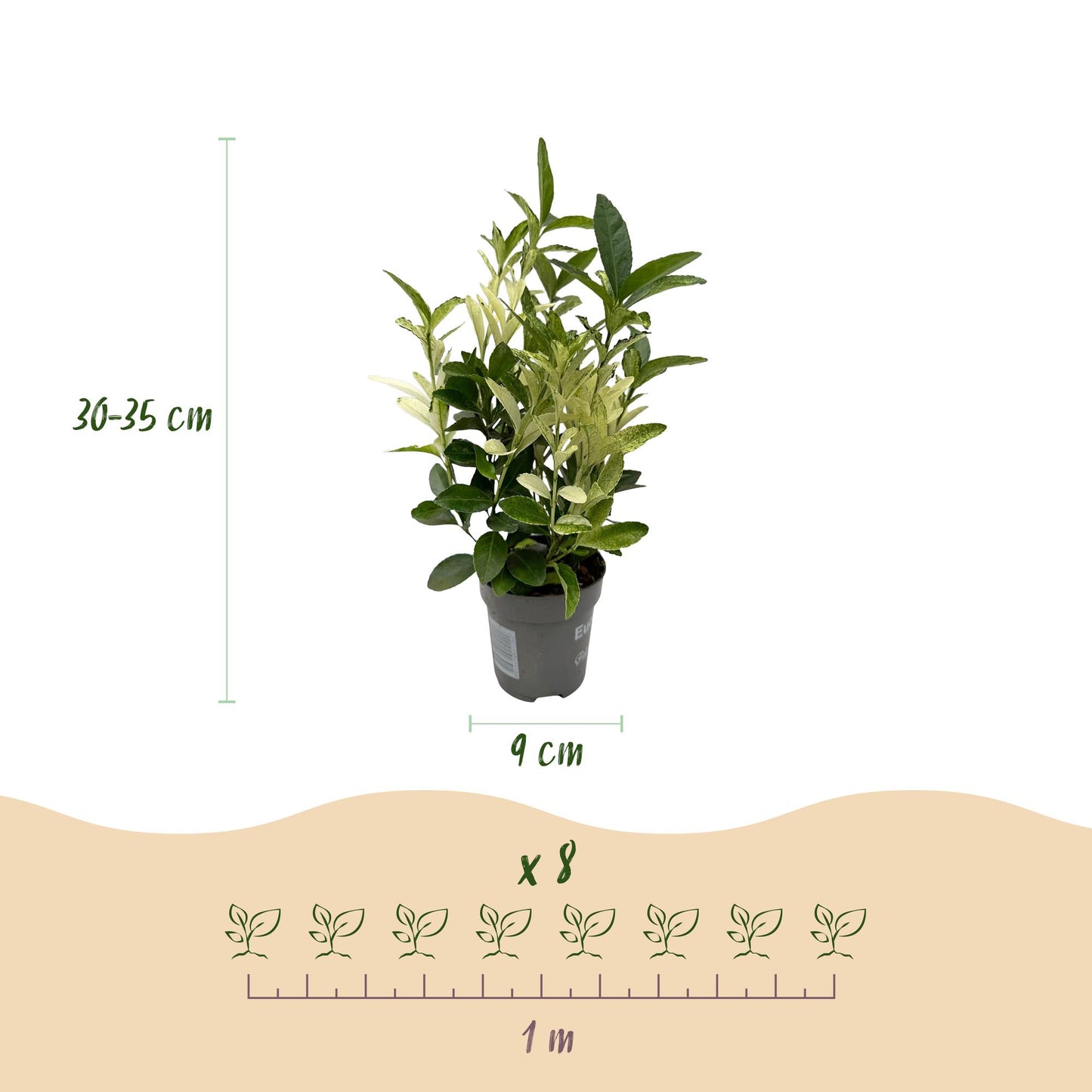 GreenboutiQ - Heckenpflanzen - Euonymus japonica Paloma Blanca - Blatt Grün und Weiß - 8 Pflanzen - 1 Laufender Meter - Immergrün - Topf 9cm Höhe 30-35cm 