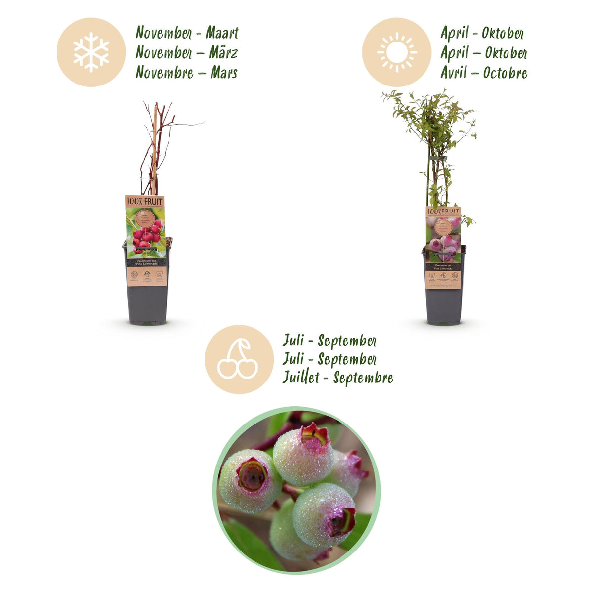 Green boutiQ - Fruit plant - Vaccinium cor. Pink Lemonade - Pink Blueberry - Winter-hardy - Pink Berry - 2 Plants - Pot 15cm - Height 50cm 