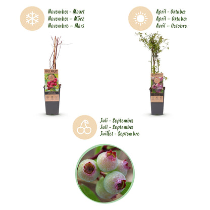 Green boutiQ - Fruit plant - Vaccinium cor. Pink Lemonade - Pink Blueberry - Winter-hardy - Pink Berry - 2 Plants - Pot 15cm - Height 50cm 