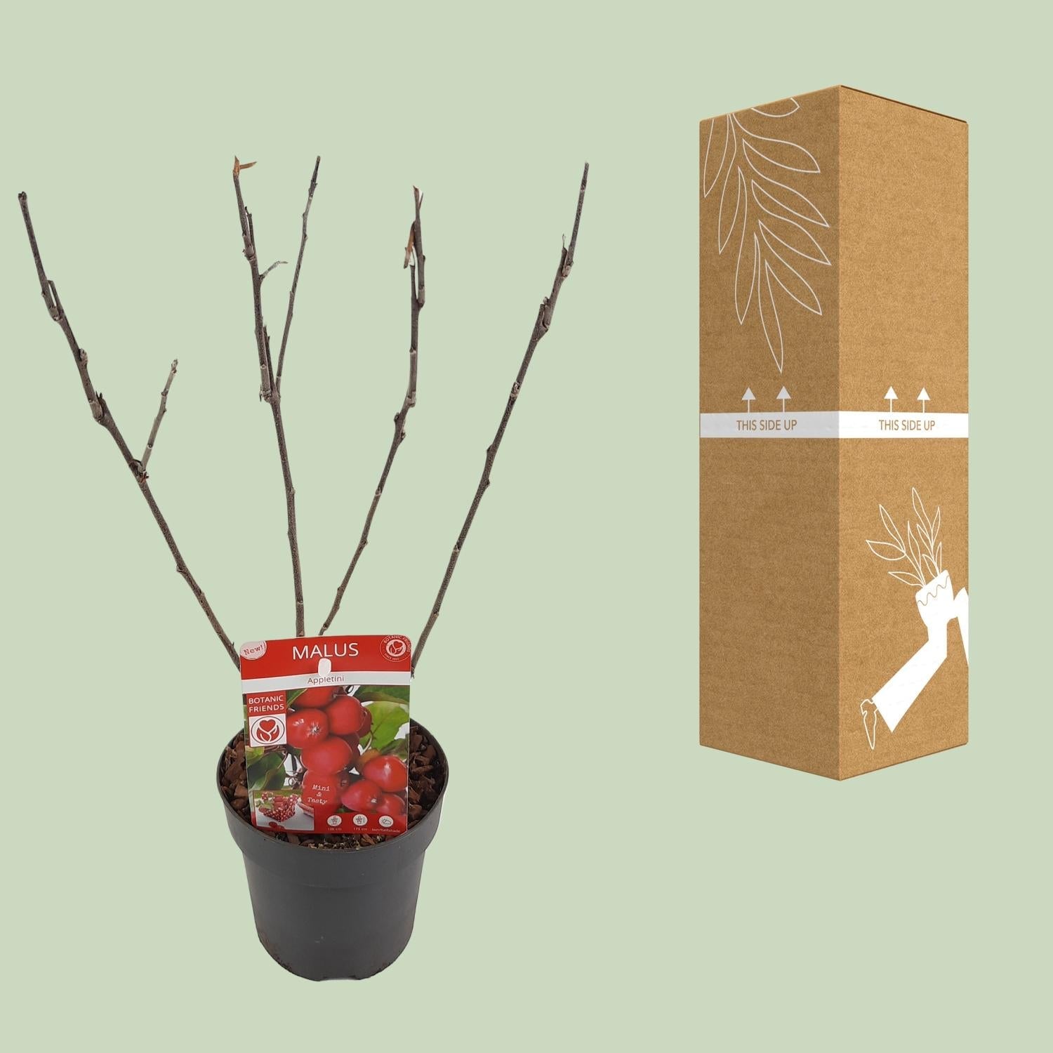 Apfelbaum Malus ‘Appletini’ – Jungpflanze Ø13cm ↕10cm – Winterharte Obstpflanze für Garten & Balkon – Bienennährpflanze mit duftenden Blüten – Pflegeleichter Zwergapfelbaum 