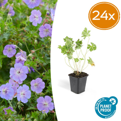 Geranium Rozanne – Blühender Bodendecker – 24 Pflanzen – ↕10–25cm – Ø9cm – Langanhaltende Blüte von Mai bis Herbst – Pflegeleicht & winterhart – Für Beete, Rabatten & Kübel 
