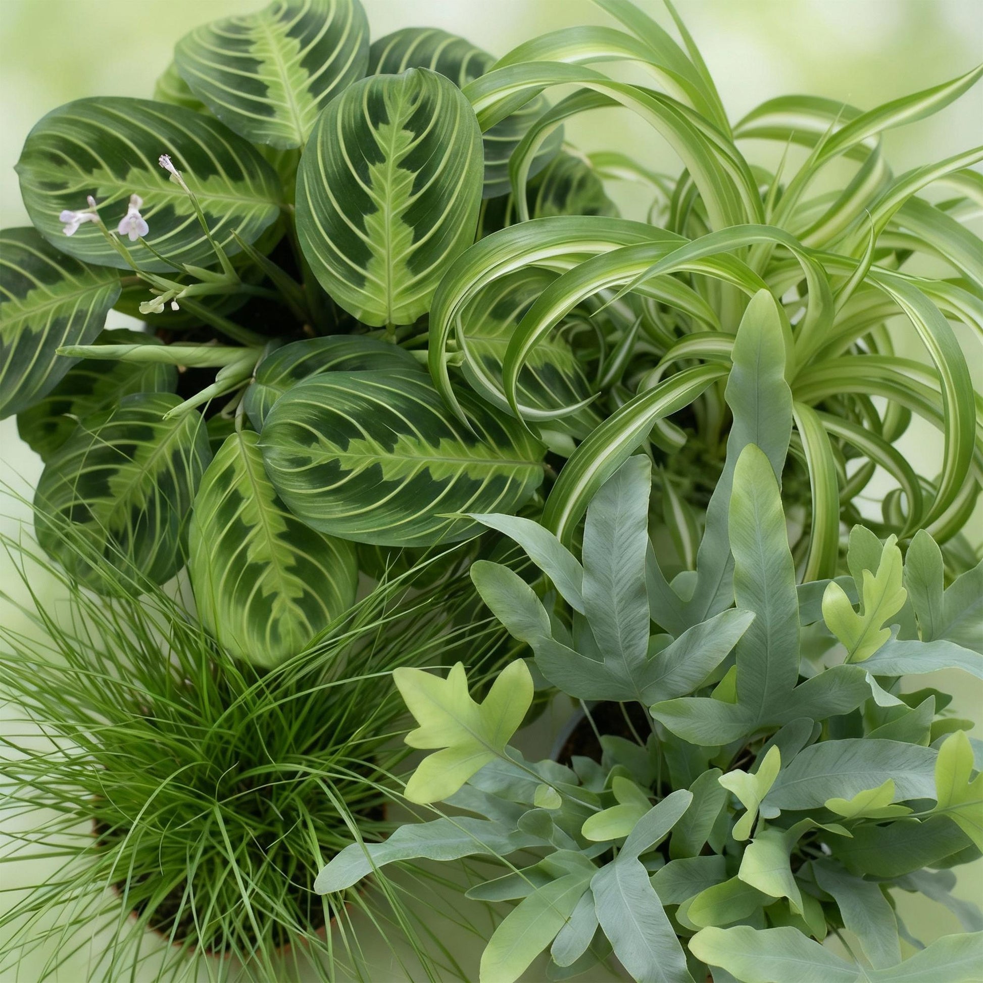 Green boutiQ - Zimmerpflanze - Chlorophytum - Cyperus - Phlebodium - Marantha - Mix aus 4 - Haustierfreundliche Pflanzen - Grün - 4 Pflanzen - mit Potter Weiß - Topf 12cm - Höhe 25cm 