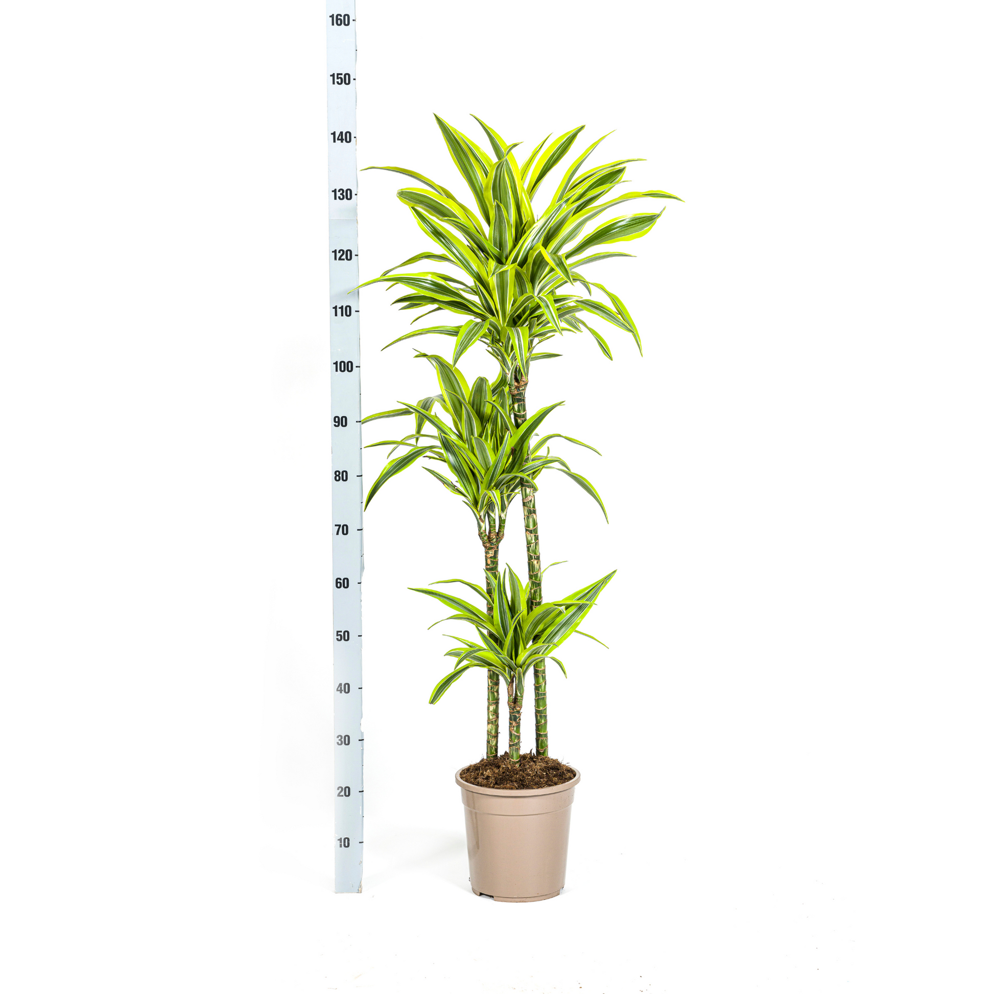 Dracaena Deremensis Lemon Lime mit Korb Ø24cm - ↕130 - 150cm 