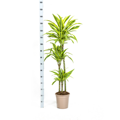 Dracaena Deremensis Lemon Lime mit Korb Ø24cm - ↕130 - 150cm 