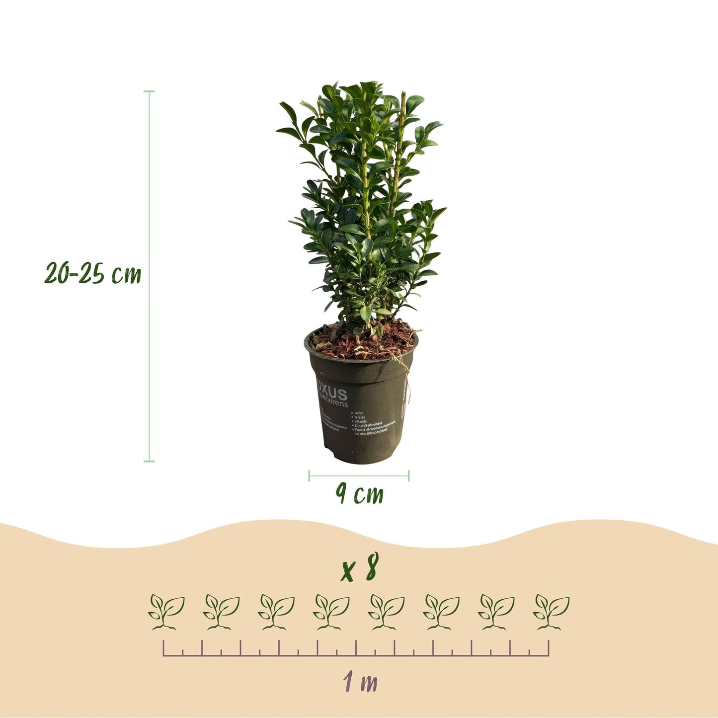 Gewöhnlicher Buchsbaum Buxus sempervirens – Immergrüne Heckenpflanzen – 8 Pflanzen – 1 m – 9 cm Höhe 20–25 cm – Grün – Pflegeleicht 