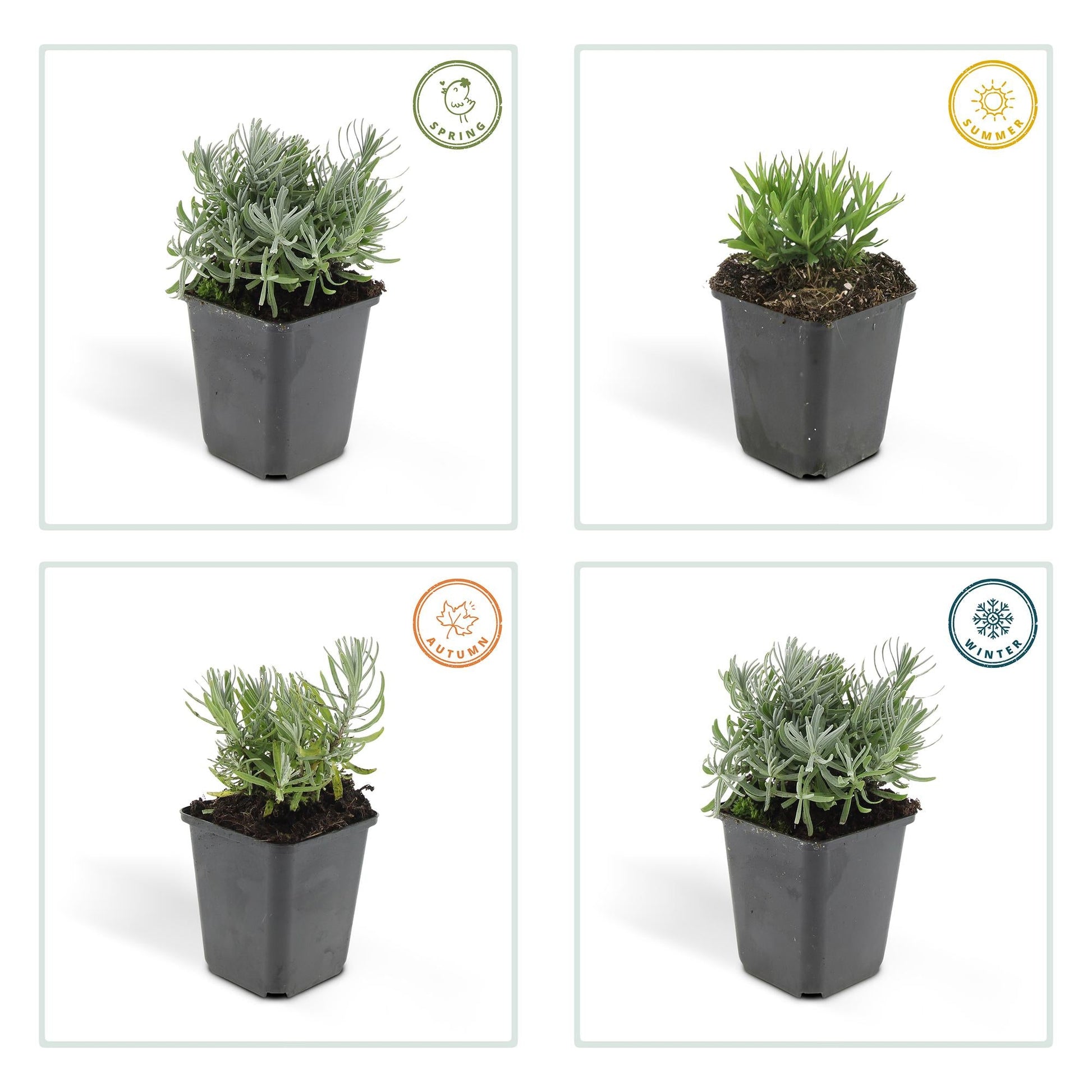 Lavandula angustifolia 'Hidcote' – 48 Pflanzen – duftender Lavendel – bienenfreundlich – winterhart – Ø9cm – ↕10–25cm 