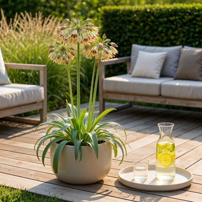 GreenboutiQ - Blumenzwiebeln - Allium Siculum - Farbe Rosa - 30 Stück - Zwiebelgröße 8/10 - XXL Pack 