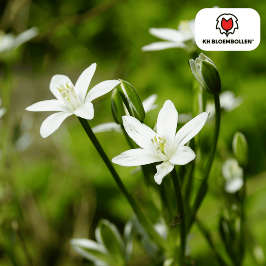 Vogelmilch (Ornithogalum) – 30 Blumenzwiebeln – weiße sternförmige Blüten – Frühlingsblumenzwiebeln – ideal für Rabatten & Naturgärten 