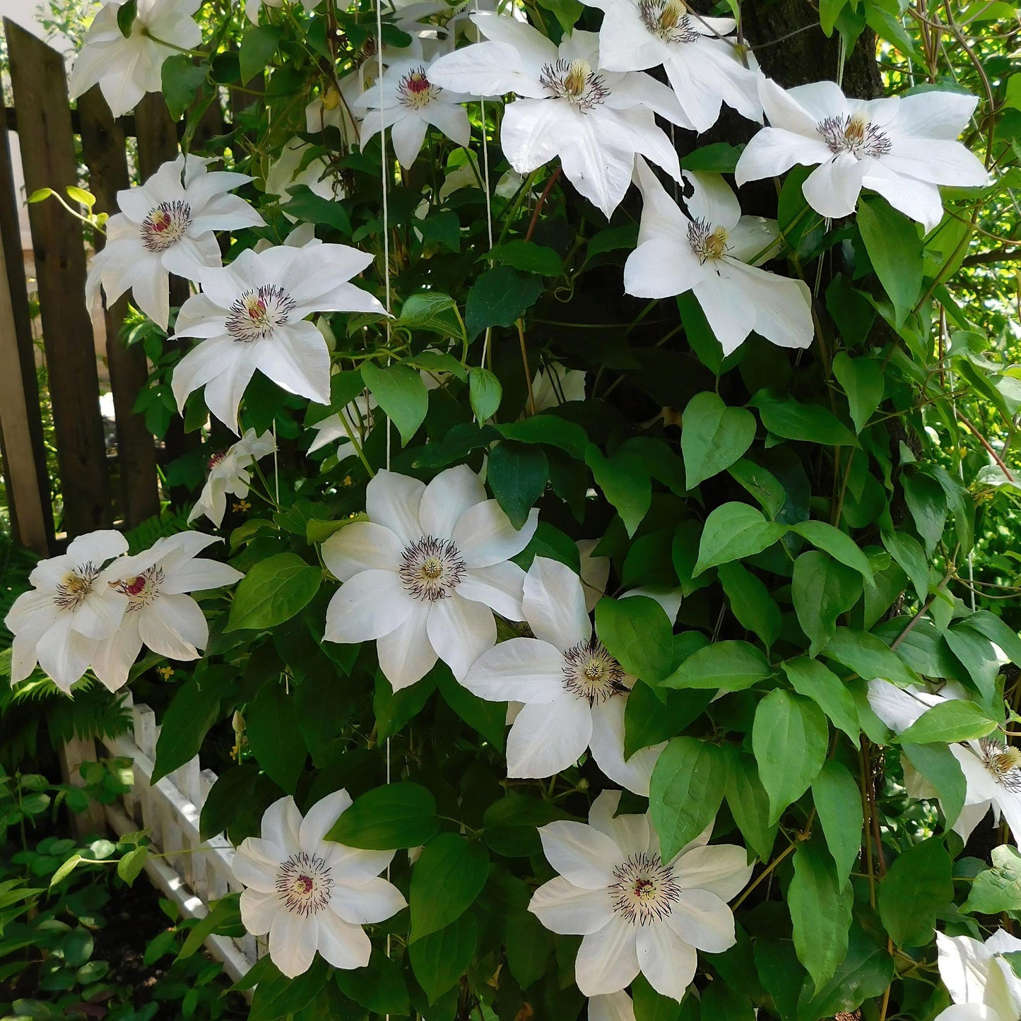 Kletterpflanze - Clematis Miss Bateman - Blüte Rosa - Wenig Pflege - 2 Pflanzen - Topf 11cm Höhe 40cm
