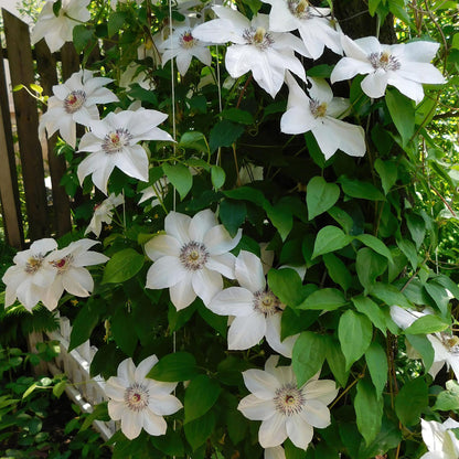 Kletterpflanze - Clematis Miss Bateman - Blüte Rosa - Wenig Pflege - 2 Pflanzen - Topf 11cm Höhe 40cm
