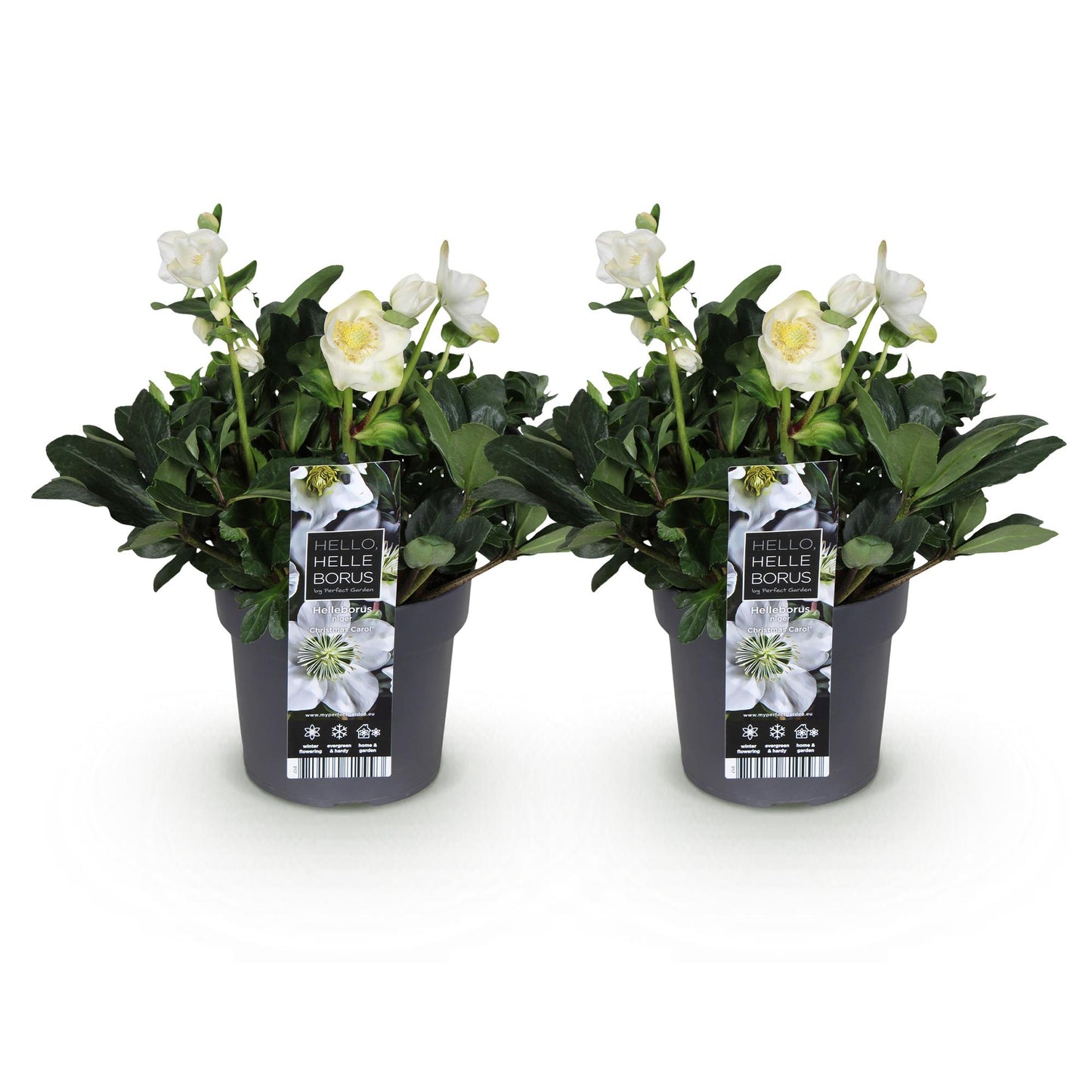 GreenboutiQ - Gartenpflanze - Weihnachtsrose - Helleborus Christmas Carol - Weiße Blüte - 2 Pflanzen - Immergrün - Topf 17cm Höhe 35cm 