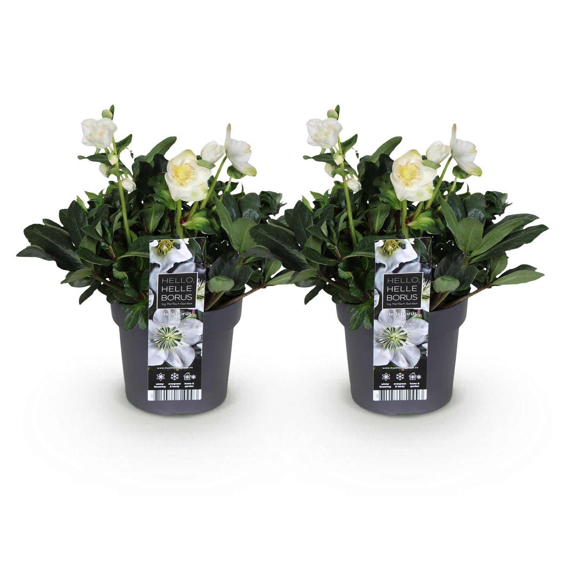 GreenboutiQ - Gartenpflanze - Weihnachtsrose - Helleborus Christmas Carol - Weiße Blüte - 2 Pflanzen - Immergrün - Topf 17cm Höhe 35cm 