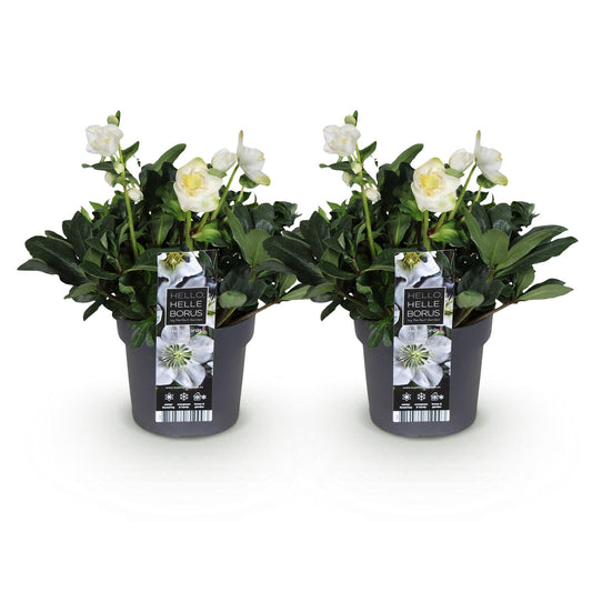 GreenboutiQ - Gartenpflanze - Weihnachtsrose - Helleborus Christmas Carol - Weiße Blüte - 2 Pflanzen - Immergrün - Topf 17cm Höhe 35cm 