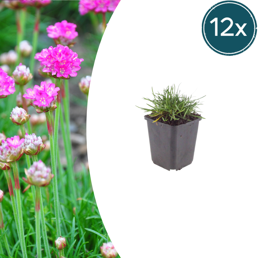 Grasnelke Armeria maritima ‘Splendens’ – 12 Pflanzen – 10-25cm – Ø9cm – Winterharte Staude mit rosa Blüten – Ideal für Steingarten, sonnige Beete & Bordüren