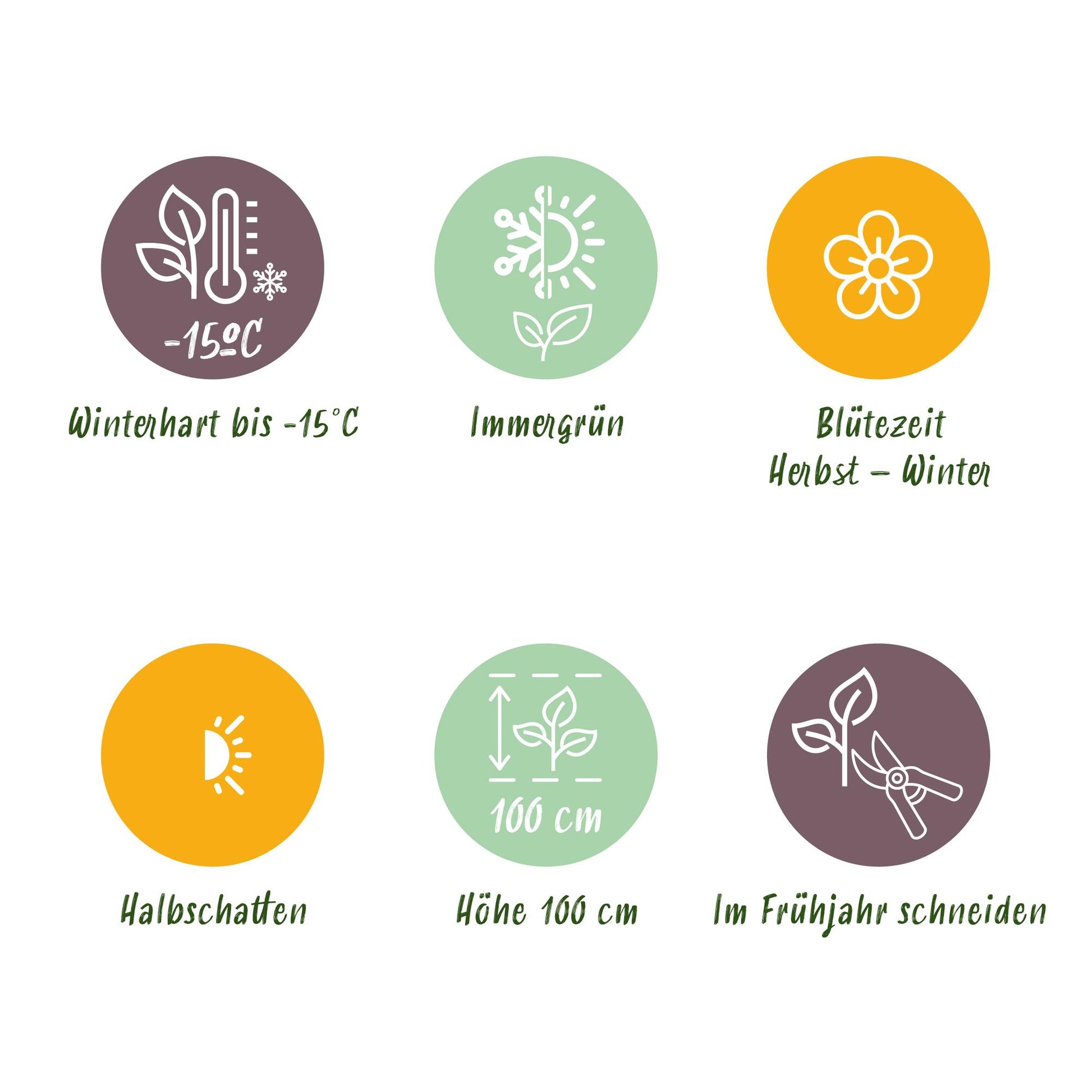 GreenboutiQ - Terrassenpflanze - Skimmia japonica Finchy - Blüte Weiß - 40+ Blüten - 1 Pflanze - Winterhart - Topf 19cm Höhe 60cm 