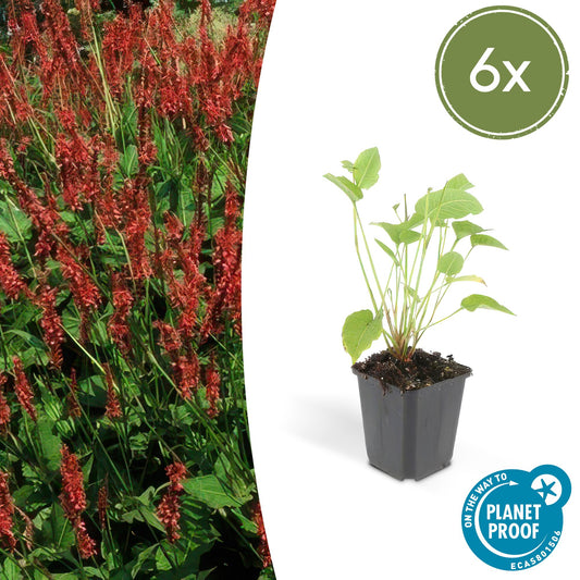 Kerzenknöterich Persicaria amplexicaulis – ↕10-25cm – Ø9cm – 6 Pflanzen – Robuste Staude für Garten & Beete – Rote Blüten