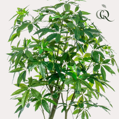 Kunstpflanze - Pachira Aquatica - Glückskastanie - 180 cm 