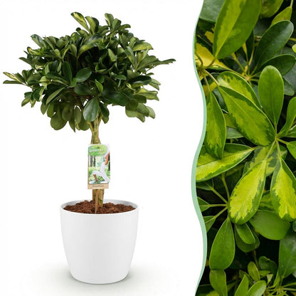 Green boutiQ - Zimmerpflanzen - Schefflera Gold Capelle - Fingerbaum - Wenig Pflege - Grün - Gold - 1 Pflanze - mit Potter Weiß - Topf 21cm - Höhe 70-81cm 