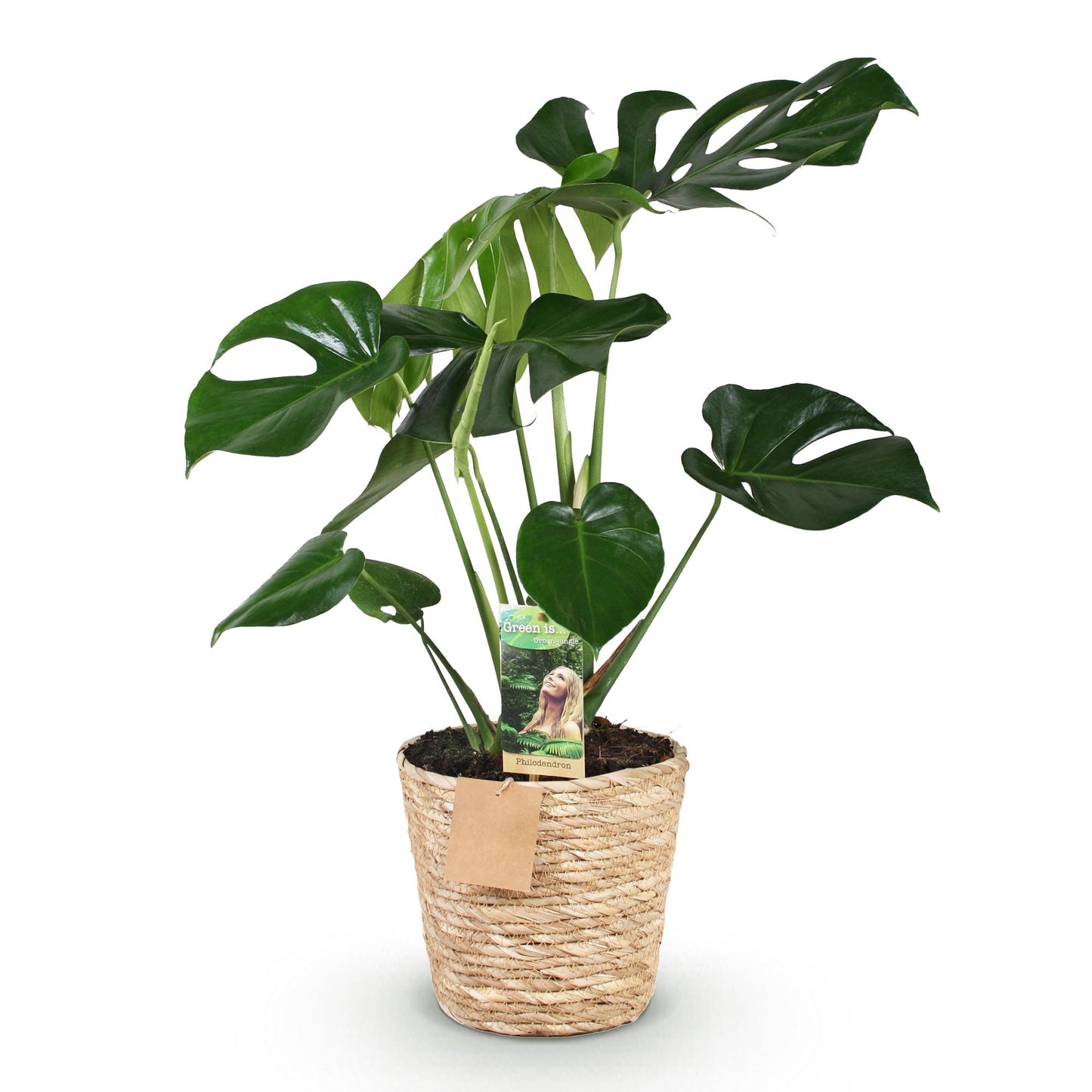 Green boutiQ - Zimmerpflanzen - Monstera Deliciosa - Fensterblatt - Pflegeleicht - mit Korb - Grün - 1 Pflanze - Topf 21cm - Höhe 70-80cm 