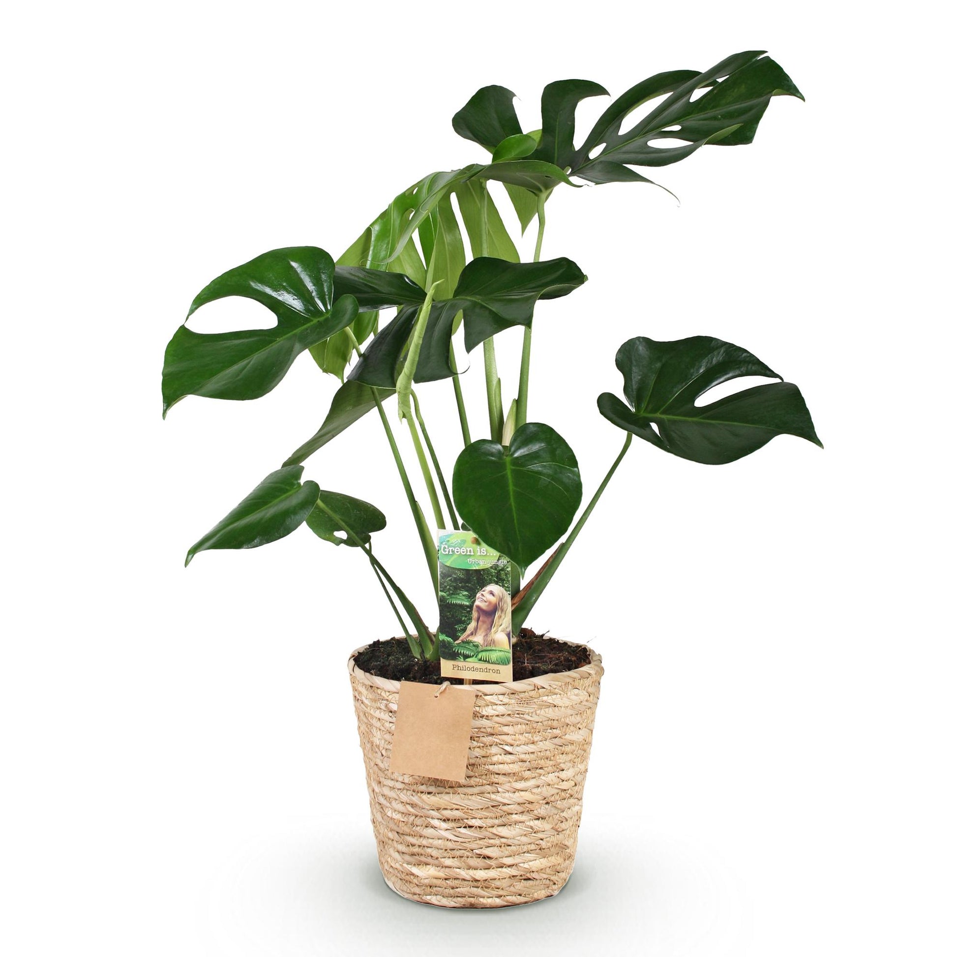 Green boutiQ - Zimmerpflanzen - Monstera Deliciosa - Fensterblatt - Pflegeleicht - mit Korb - Grün - 1 Pflanze - Topf 21cm - Höhe 70-80cm 