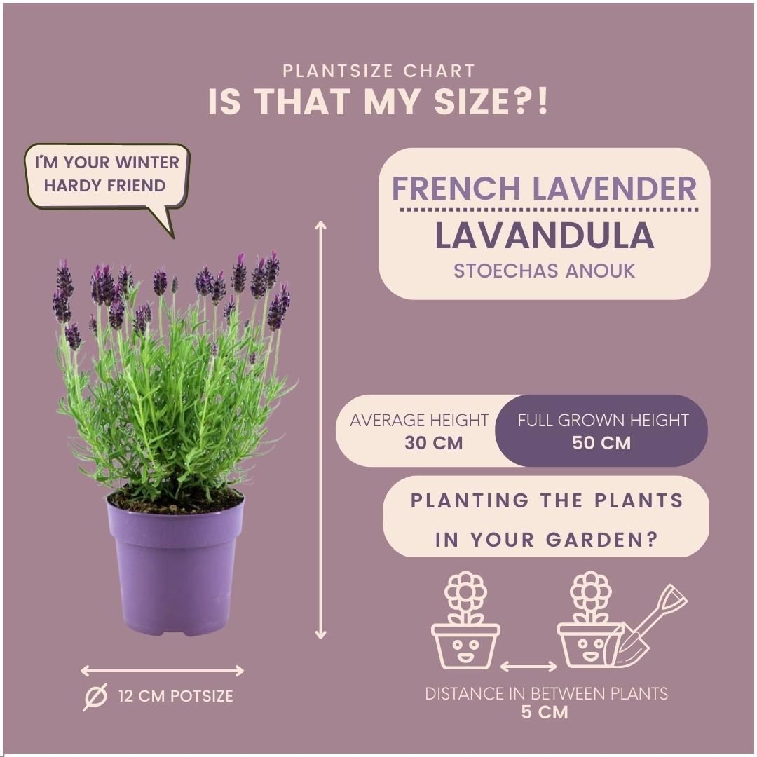 Französischer Lavendel - Lavandula stoechas Anouk® - 12 cm Topf - 24 Stück