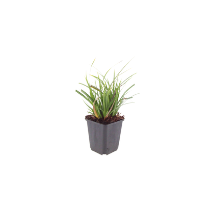 Japan-Segge Carex morrowii – 48 Pflanzen – Immergrünes Ziergras für Schatten & Halbschatten – Bodendecker für Beet & Garten – 10-25cm – Ø9cm – Winterhart & pflegeleicht