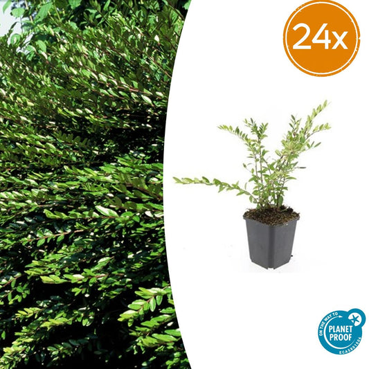 Lonicera pileata 'Purple Pearl' – 24 Pflanzen – ↕10-25cm – Ø9cm – Immergrüner Bodendecker – Purpurrote Blätter – Sonne & Halbschatten – Pflegeleicht – Beete & Töpfe