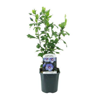 Garteneibisch - Hibiscus syriacus Oiseau Blue - Blüte Blau - Strauch - Wenig Pflege - Topf 17cm Höhe 45cm