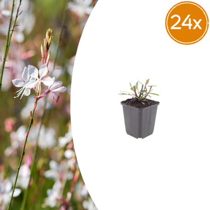 Gaura lindheimeri Whirling Butterflies – 24 Pflanzen – Ø9cm – Höhe 10-25cm – Prachtkerze – Reinweiße Blüten – Dauerblüher für Beet, Präriegarten & Kübel
