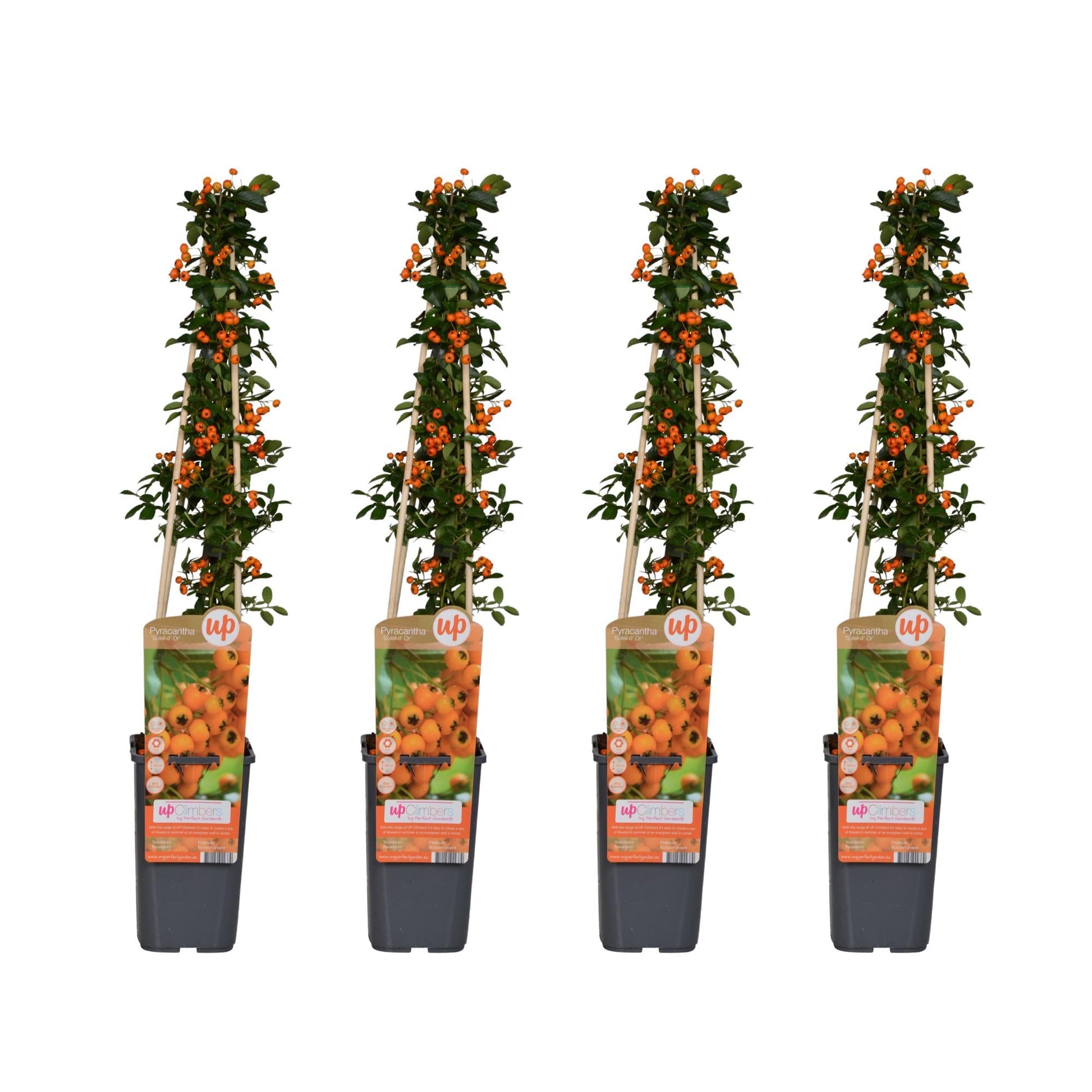 Feuerdorn Pyracantha 'Soleil d'Or' – Ø15 cm – ↕65 cm – 4 Pflanzen – Immergrün – Vogel- und Wildfreundlich – Pflegeleicht 