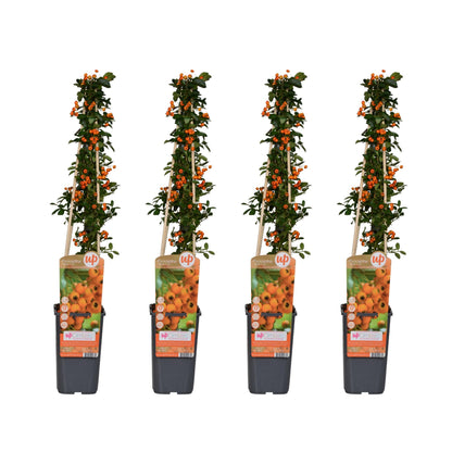 Feuerdorn Pyracantha 'Soleil d'Or' – Ø15 cm – ↕65 cm – 4 Pflanzen – Immergrün – Vogel- und Wildfreundlich – Pflegeleicht 